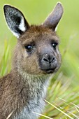 Kangaroo Island Kangaroo, (Macropus fuliginosus), Flinders Chase N.P., Kangaroo Island, South Australia, Australia