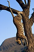 Leopard, (Panthera pardus), Duesternbrook Private Game Reserve, Windhoek, Namibia