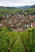 View over the village of Riquewihr and vineyards in the Wine Route area, Alsace, France, Europe