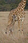 Mother and baby Masai Giraffe (Giraffa camelopardalis tippelskirchi) just days old, Masai Mara National Reserve, Kenya, East Africa, Africa