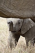 Baby African Elephant (Loxodonta africana), Masai Mara National Reserve, Kenya, East Africa, Africa