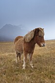 Icelandic horses and snow-capped mountains near Neskaupstadur in Nordjfordur fjord, one of the East Fjords, Iceland, Polar Regions