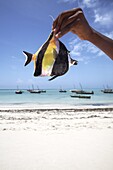 A tropical fish on Nungwi beach, Zanzibar, Tanzania, East Africa, Africa