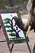 Elephant painting, Chiang Mai, Thailand, Southeast Asia, Asia
