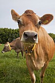 Jersey cow, Jersey, St. Helier, Channel Islands, United Kingdom, Europe