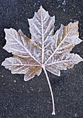 Frost covered leaf on tarmac road