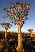 Quiver trees, Keetmanshoop, Namibia, Africa