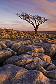 Twisted tree, Twistleton Scar End, Ingleton, Yorkshire Dales National Park, England, United Kingdom