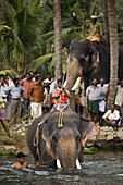 Elephant River Crossing, Kerala, India