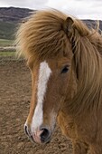 Icelandic horses, Geysir, Iceland, Polar Regions
