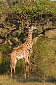 Masai giraffe (Giraffa camelopardalis), Masai Mara National Reserve, Kenya, East Africa, Africa