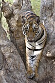Indian tiger (Bengal tiger) (Panthera tigris tigris), Bandhavgarh National Park, Madhya Pradesh state, India, Asia