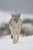 Coyote (Canis latrans) in snow, Yellowstone National Park, Wyoming, United States of America, North America