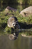 Raccoon (racoon) (Procyon lotor) at waters edge with reflection, in captivity, Minnesota Wildlife Connection, Minnesota, United States of America, North America