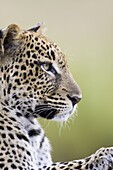 Leopard (Panthera pardus), Samburu National Reserve, Kenya, East Africa, Africa