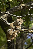 Young bobcat (Lynx rufus) hanging onto a branch, Minnesota Wildlife Connection, Sandstone, Minnesota, United States of America, North America