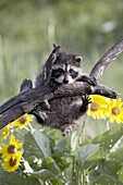 Captive baby raccoon (Procyon lotor), Animals of Montana, Bozeman, Montana, United States of America, North America