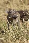 Baby warthog (Phacochoerus aethiopicus), Masai Mara National Reserve, Kenya, East Africa, Africa