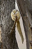 Tree squirrel (Paraxerus cepapi), Kruger National Park, South Africa, Africa