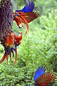 Scarlet Macaws (Ara macao) arguing, Corcovado National Park, Osa Peninsula, Costa Rica, Central America