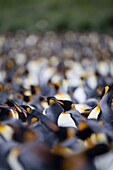King penguin colony (Aptenodytes patagonicus), Gold Harbour, South Georgia, Antarctic, Polar Regions