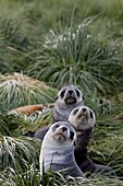 Antarctic fur seals (Arctocephalus gazella), Husvik Island, Antarctic, Polar Regions