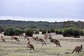 Kangaroo Island grey kangaroos (Macropus fuliginosus), Kelly Hill Conservation, Kangaroo Island, South Australia, Australia, Pacific