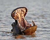 Hippopotamus (Hippopotamus amphibius) yawning, Kruger National Park, South Africa, Africa