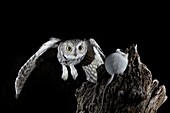 Western screech-owl (Megascops kennicottii) in flight, The Pond, Amado, Arizona, United States of America, North America