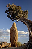 Juniper and boulder, Joshua Tree National Park, California, United States of America, North America