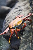 Sally lightfoot crab (Grapsus grapsus) and marine iguana, Espinosa Point, Isla Fernandina (Fernandina Island), Galapagos Islands, UNESCO World Heritage Site, Ecuador, South America