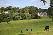 Cows graze on meadows surrounding Pitchford Hall, an Elizabethan half-timbered house, Shropshire, England, United Kingdom, Europe