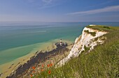 Beachy Head lighthouse, white chalk cliffs, poppies and English Channel, East Sussex, England, United Kingdom, Europe