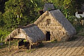 Thatched roof tobacco drying house, UNESCO World Heritage Site, Vinales Valley, Cuba, West Indies, Caribbean, Central America
