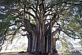 El Tule tree, the worlds largest tree by circumference, Oaxaca state, Mexico, North America
