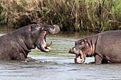 Hippo (Hippopotamus amphibius), fighting, Kruger National park, Mpumalanga, South Africa, Africa