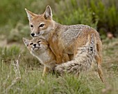 Swift fox (Vulpes velox) vixen and kit, Pawnee National Grassland, Colorado, United States of America, North America