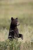 Black bear (Ursus americanus) cub, Waterton Lakes National Park, Alberta, Canada, North America