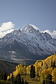 Yellow aspens and snow-covered mountains, Uncompahgre National Forest, Colorado, United States of America, North America