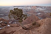 Juniper at the edge of the mesa in the winter with snow, Dead Horse State Park, Utah, United States of America, North America