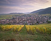Riquewihr, emblematic medieval village of the Alsatian Wine Road, from the vineyards, Haut Rhin, Alsace, France, Europe