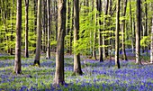 Bluebells growing in Micheldever Wood in the spring. Micheldever, Hampshire, England, United Kingdom, Europe
