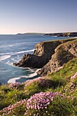Flowering Sea Thrift (Armeria maritima) on the Cornish clifftops near Porthcothan, with views to Trevose Head, Cornwall, England, United Kingdom, Europe