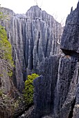 Coral formations of Tsingy de Bemahara, UNESCO World Heritage Site, Madagascar, Africa