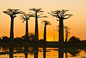 Avenue de Baobabs at sunset, Madagascar, Africa