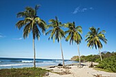 Palm trees on Playa Guiones beach on the Pacific coast, Nosara, Nicoya Peninsula, Guanacaste Province, Costa Rica, Central America