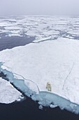 Polar bear on sea ice off coast of Spitzbergen, Svalbard, Arctic Norway, Scandinavia, Europe