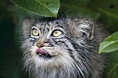 Pallas cat (Otocolobus manul) close-up, controlled conditions, Kent, England, United Kingdom, Europe