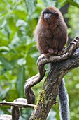 Red Titi monkey (Callicebus cupreus) on branch, controlled conditions, United Kingdom, Europe