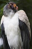 King vulture (Sarcoramphus papa) portrait, controlled conditions, United Kingdom, Europe